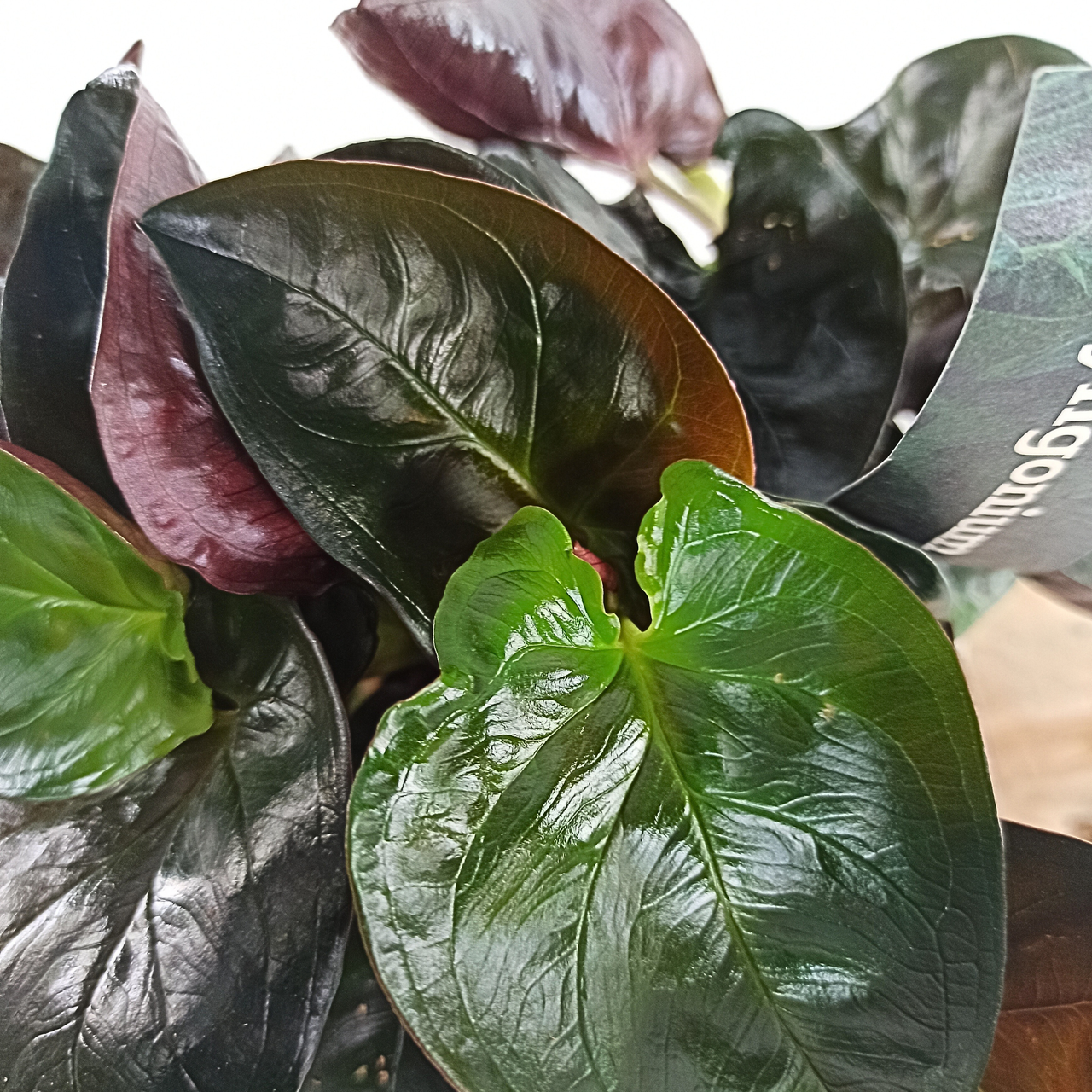 Syngonium Red Arrow Zroślicha C1,2