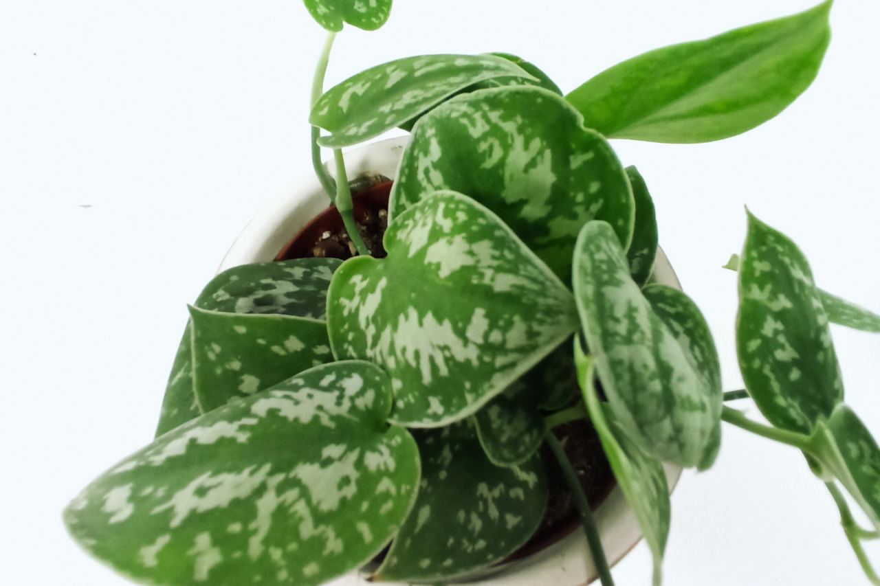 Scindapsus pictus Argyraeus C1,2