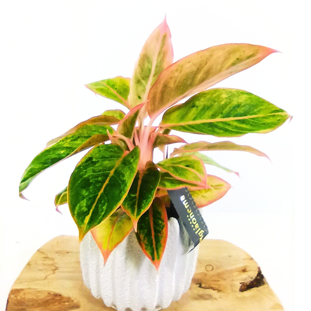 Aglaonema Salomon Fantasy C1,2