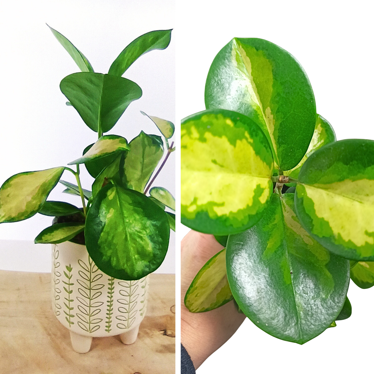 Hoya carnosa tricolor różowa C0,9