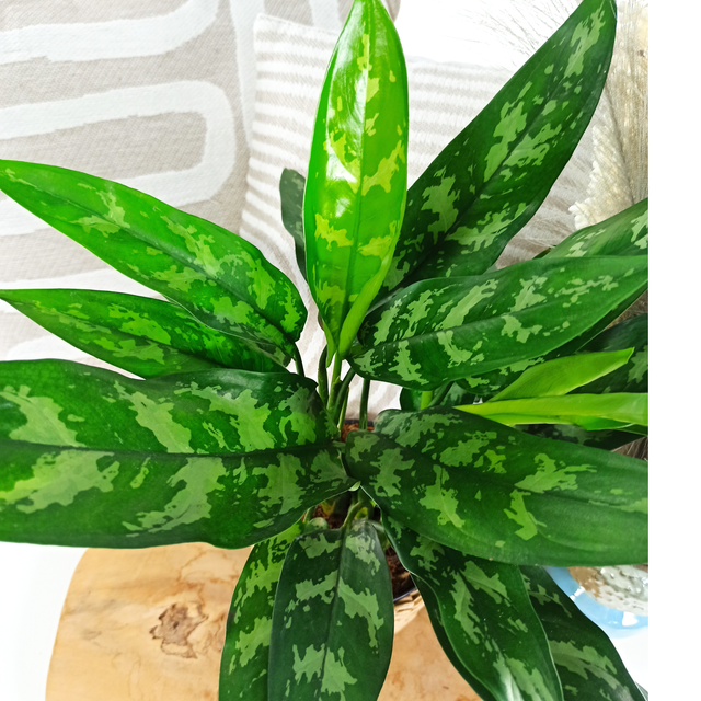 Aglaonema Maria C1,4