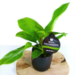 Filodendron Moonlight Philodendron C1,2