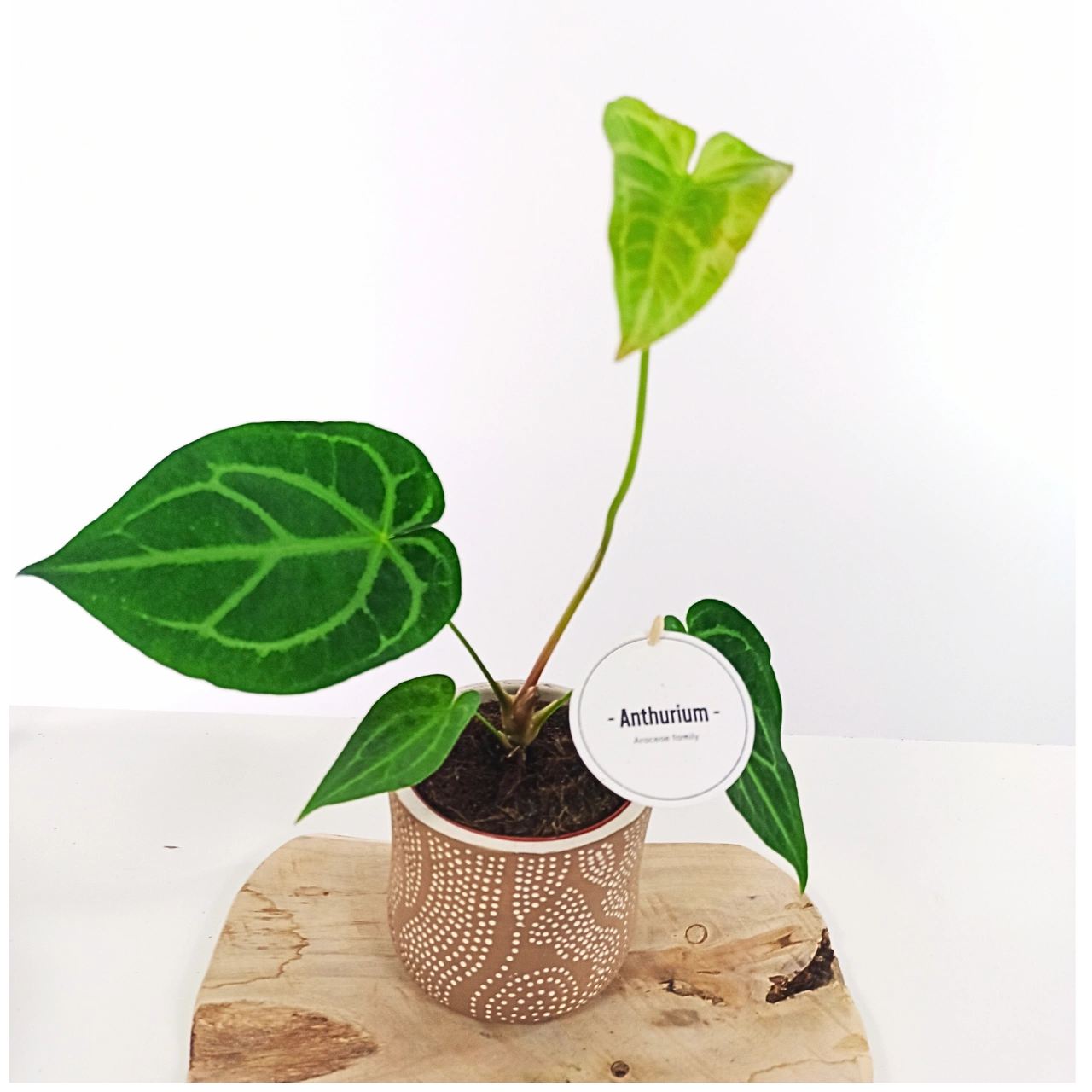 Anthurium Magnificum C1,2