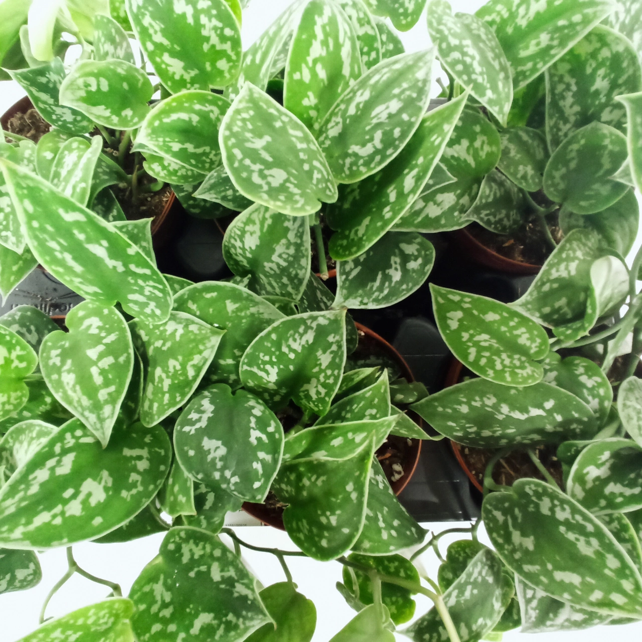 Scindapsus pictus Argyraeus C1,2