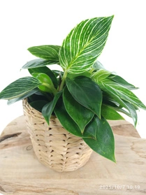 Filodendron Birkin Philodendron White Measure C1,2