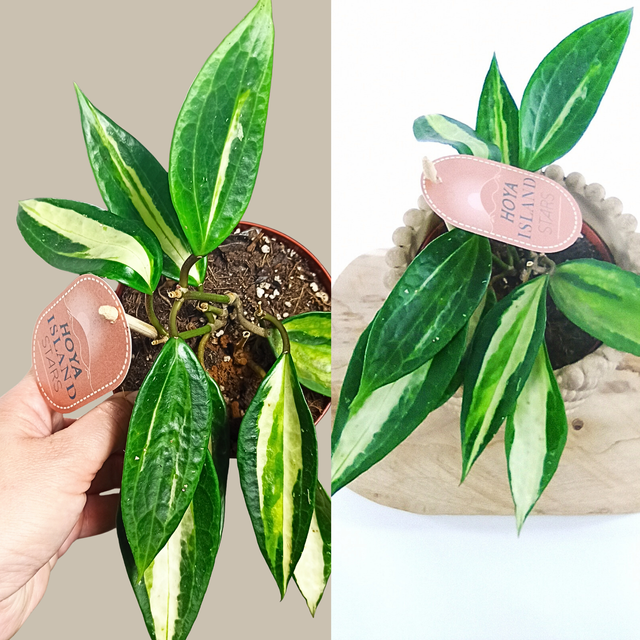 Hoya Pot of Gold C1,2