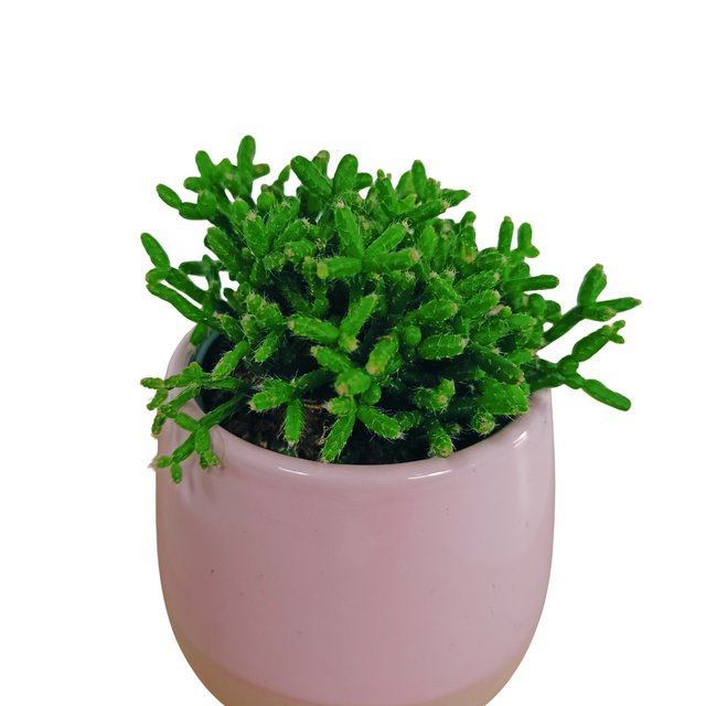 Aglaonema Peach Pearl C1,2