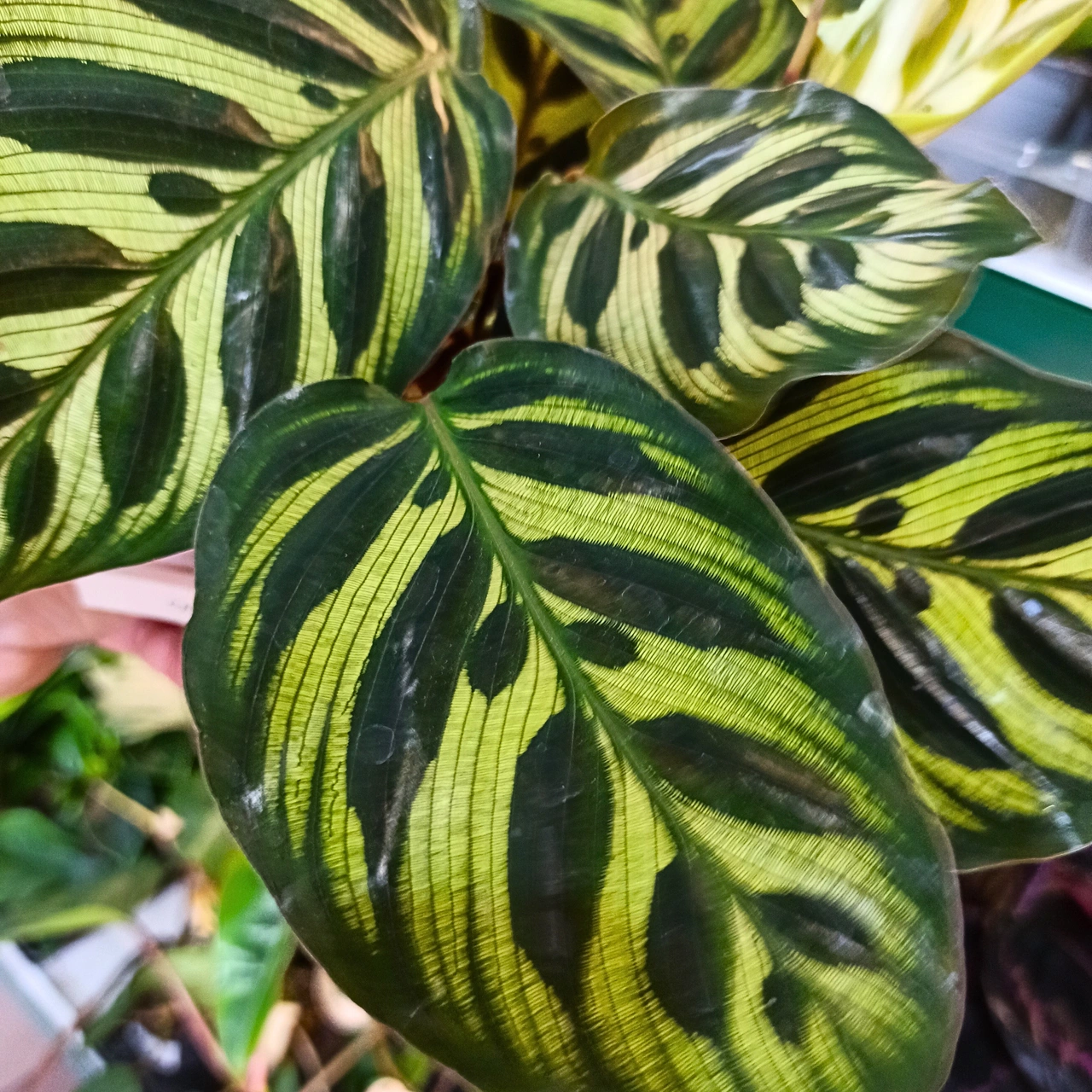 Calathea Makoyana C1,2
