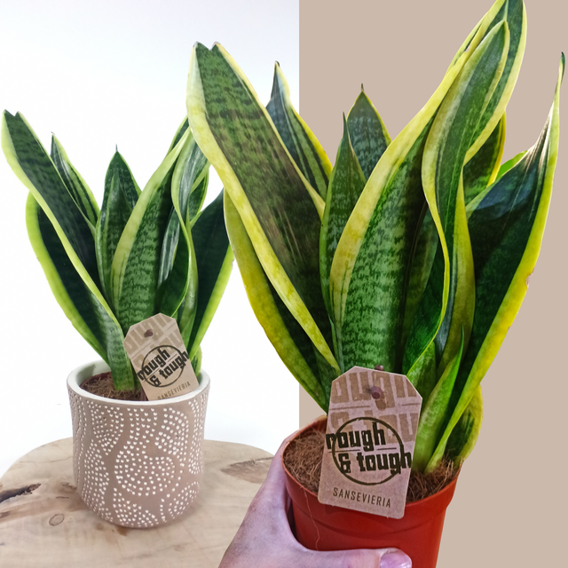 Aglaonema Peach Pearl C1,2