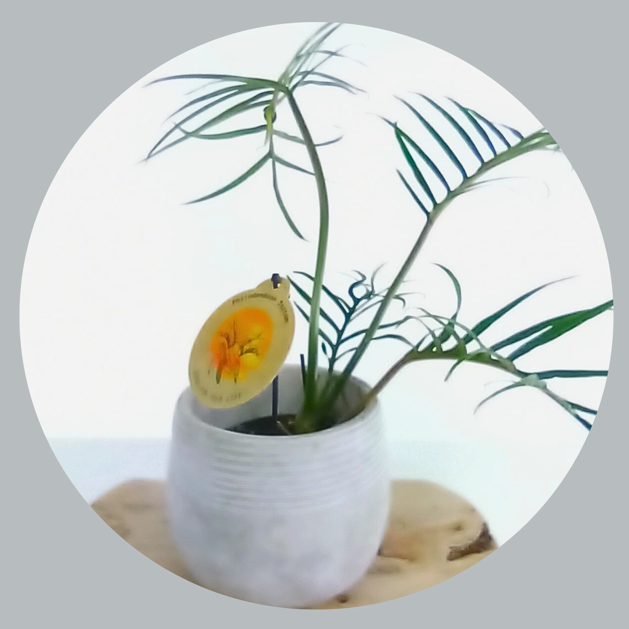 Philodendron Tortum C1,2