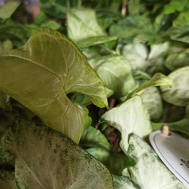 Syngonium White Butterfly C1,2