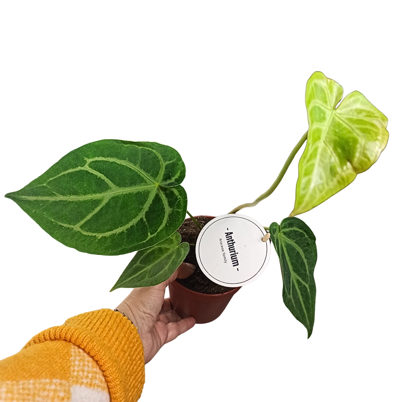 Anthurium Magnificum C1,2