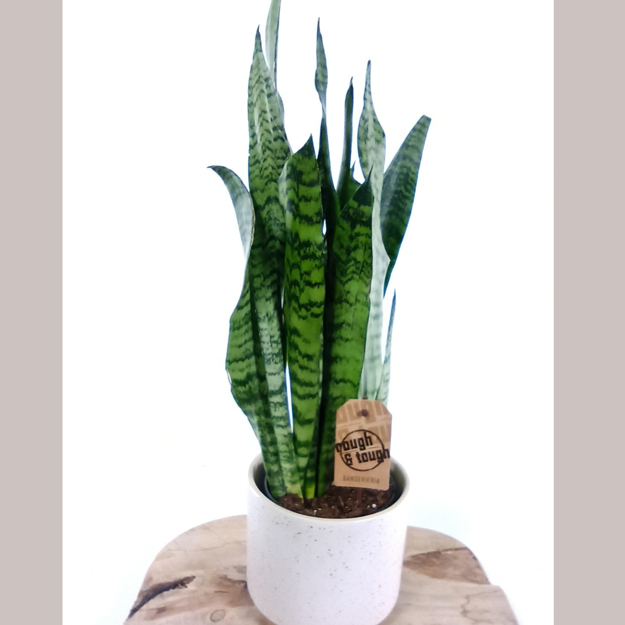 Sansewieria zeylanica Sansevieria C1,2