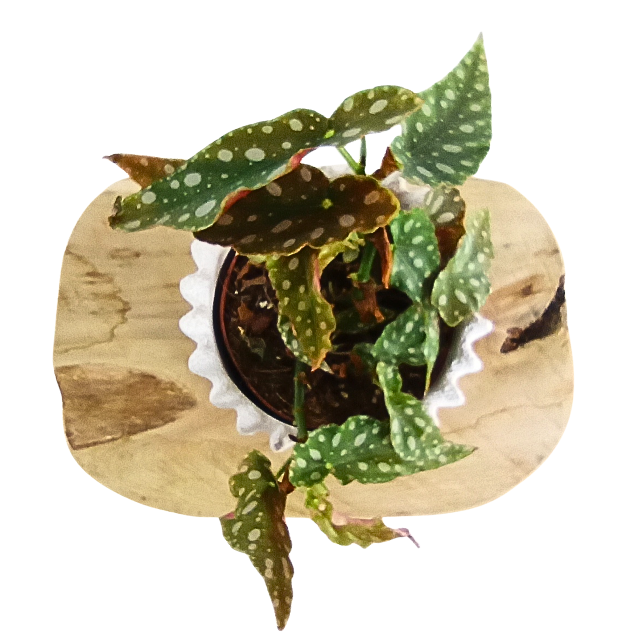 Aglaonema Peach Pearl C1,2