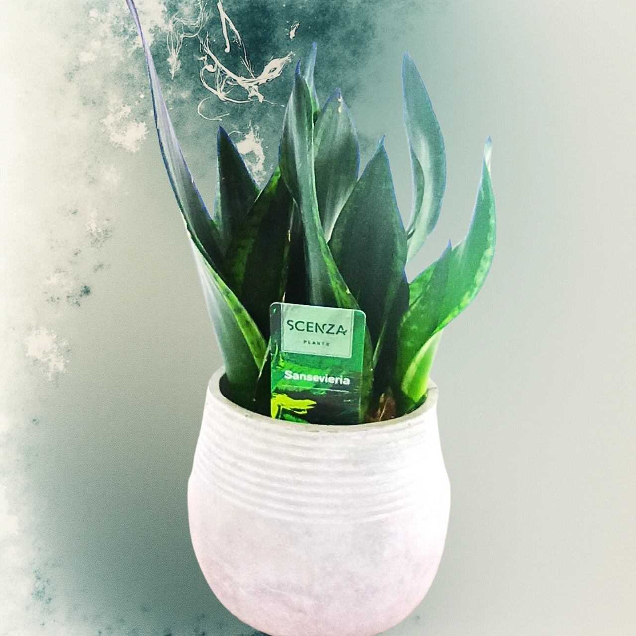 Sansevieria Silver Flame C1,2
