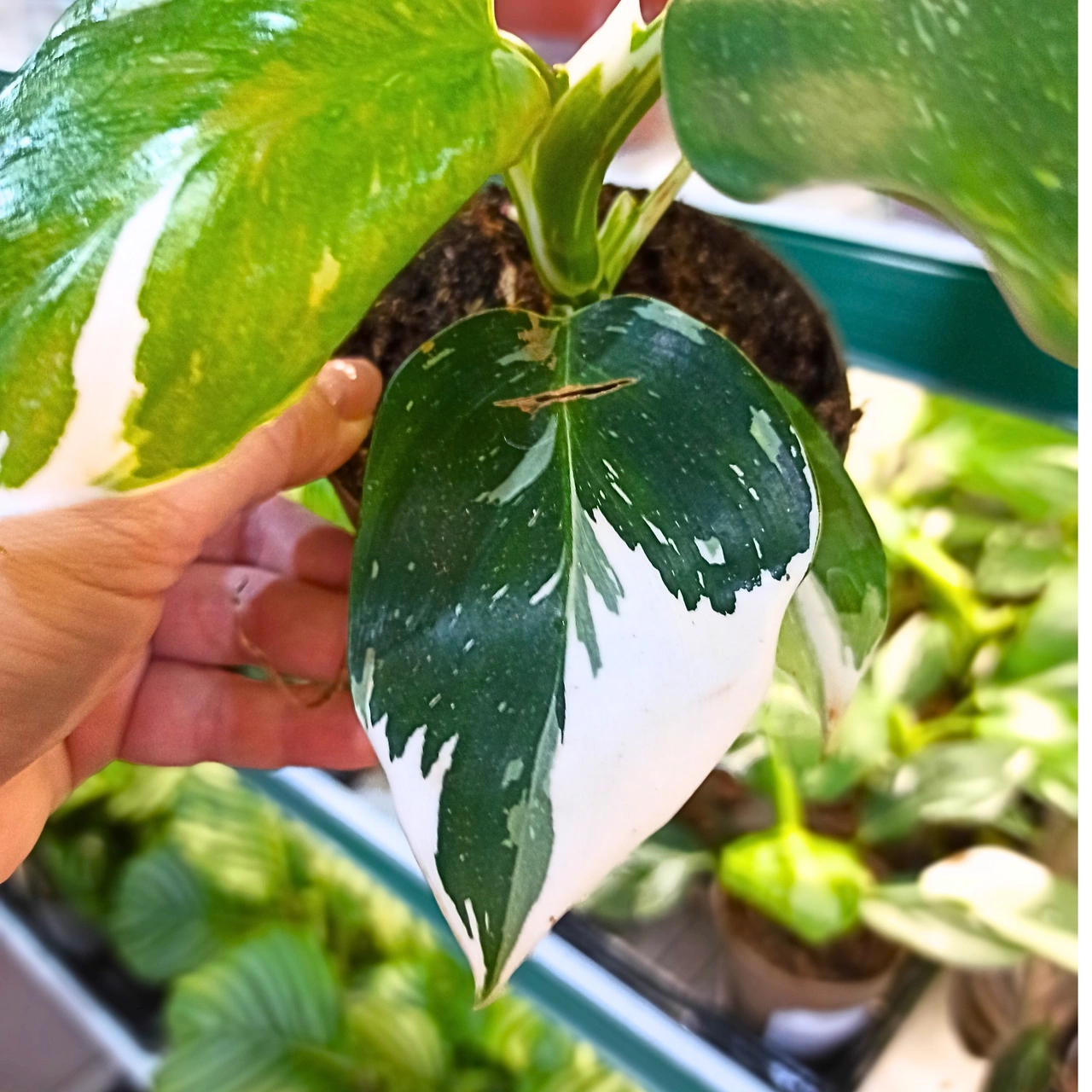 Aglaonema Peach Pearl C1,2