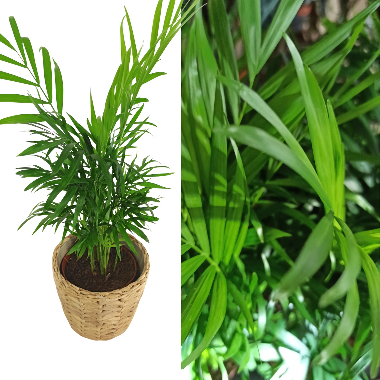 Chamaedorea elegans C1,2