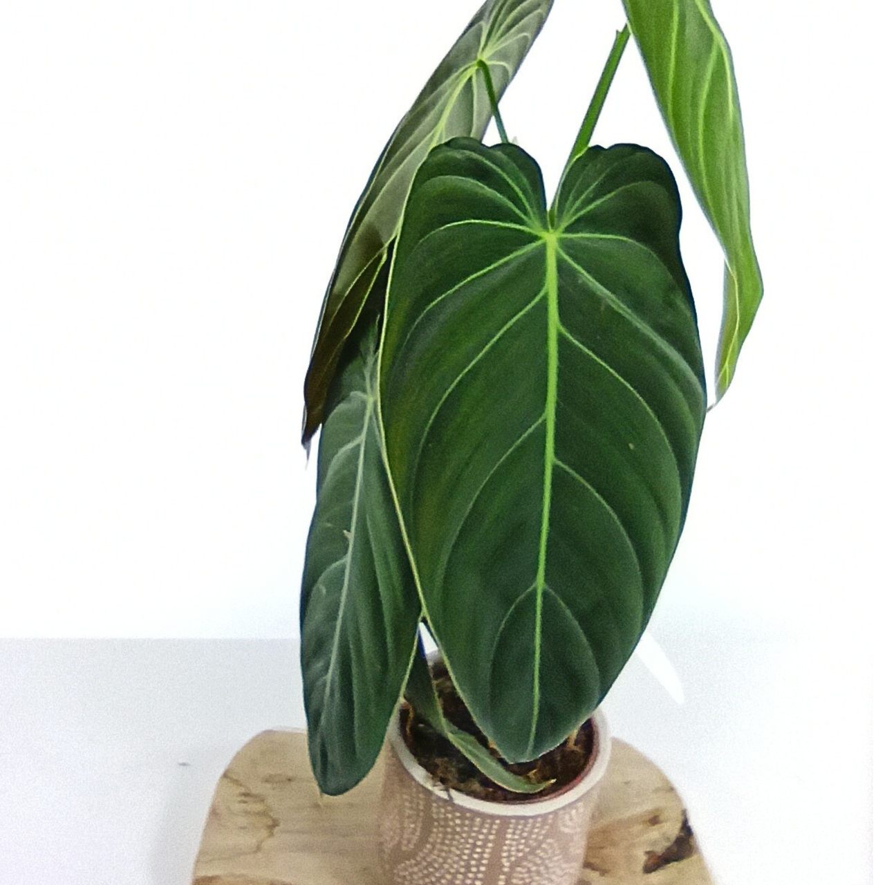 Philodendron Melanochrysum C1,2