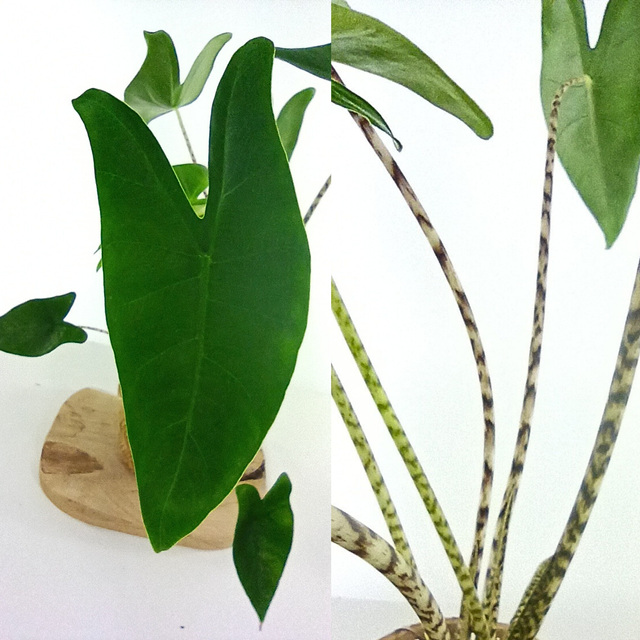 Alokazja pasiasta Alocasia Zebrina C1,4