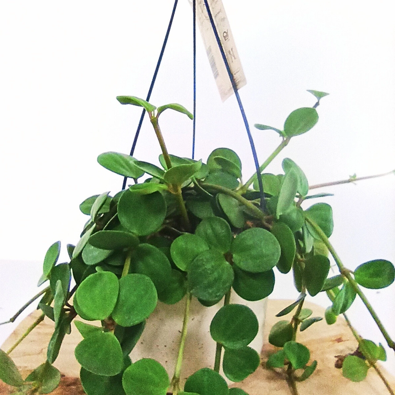 Peperomia tetraphylla Hope C1,4