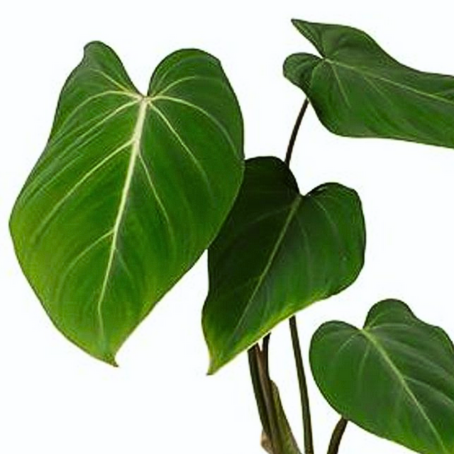 Filodendron Gloriosum Philodendron C1,2