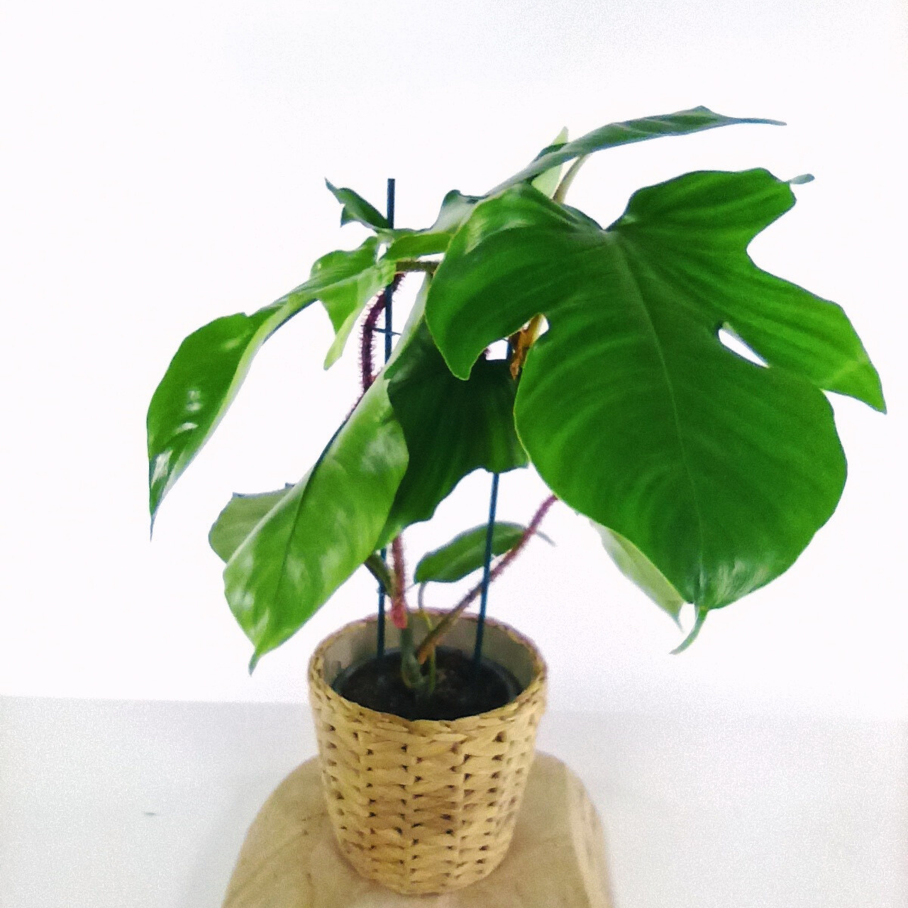 Filodendron squamiferum Philodendron C1,2
