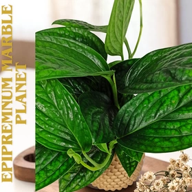 Epipremnum Marble Planet C1,2