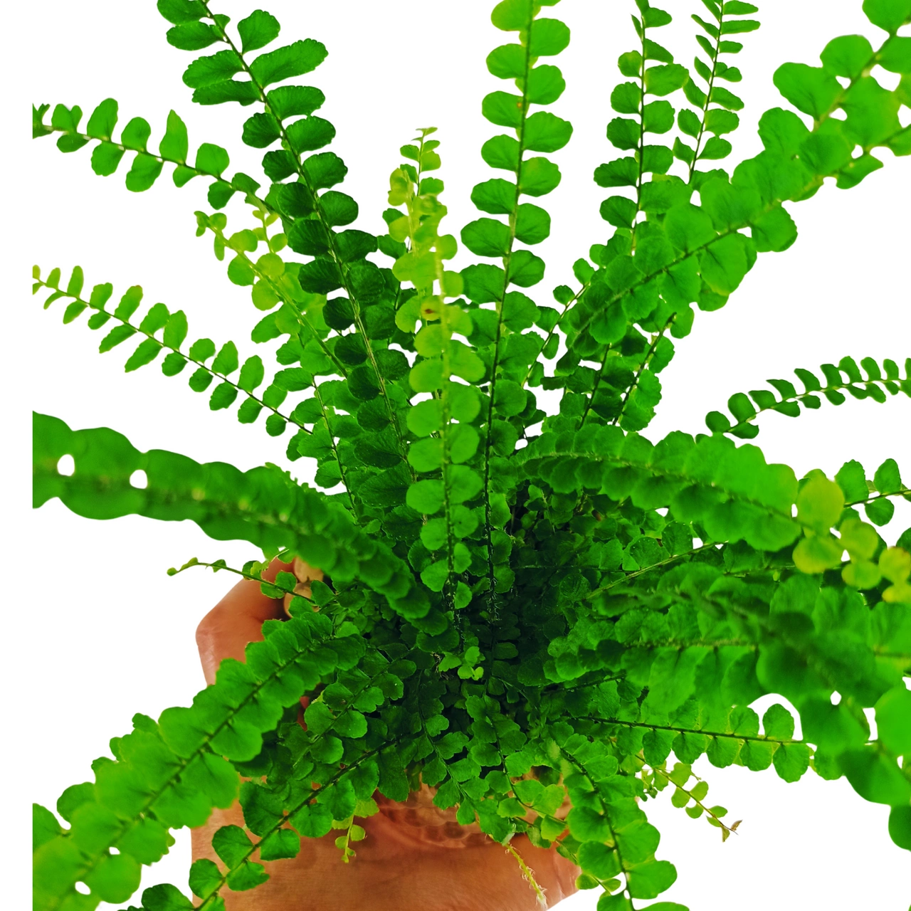 Nephrolepis cordifolia Duffii'C1,2