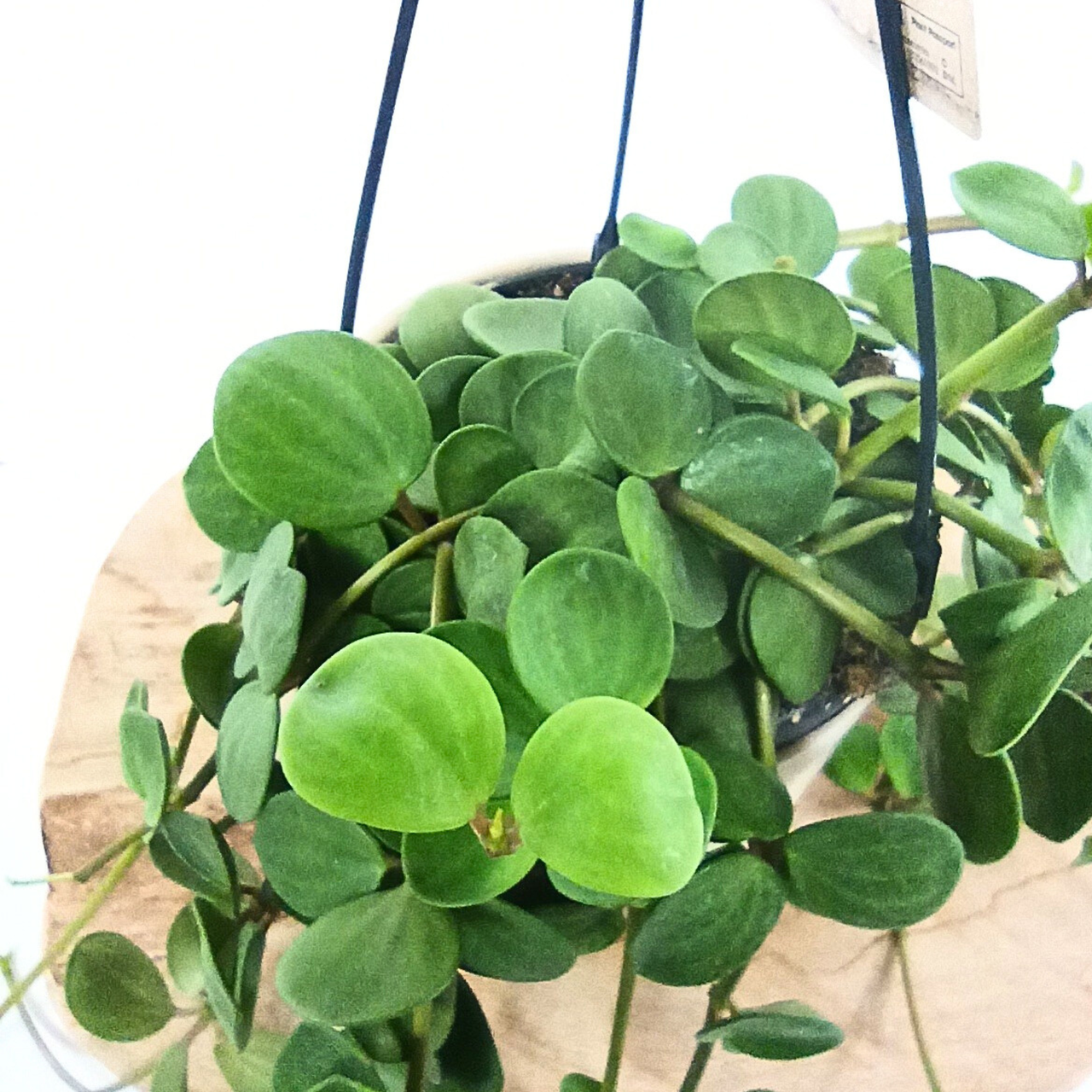 Peperomia tetraphylla Hope C1,4