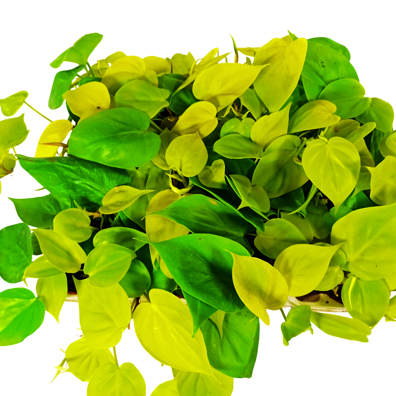 Filodendron Neon Philodendron C0,9
