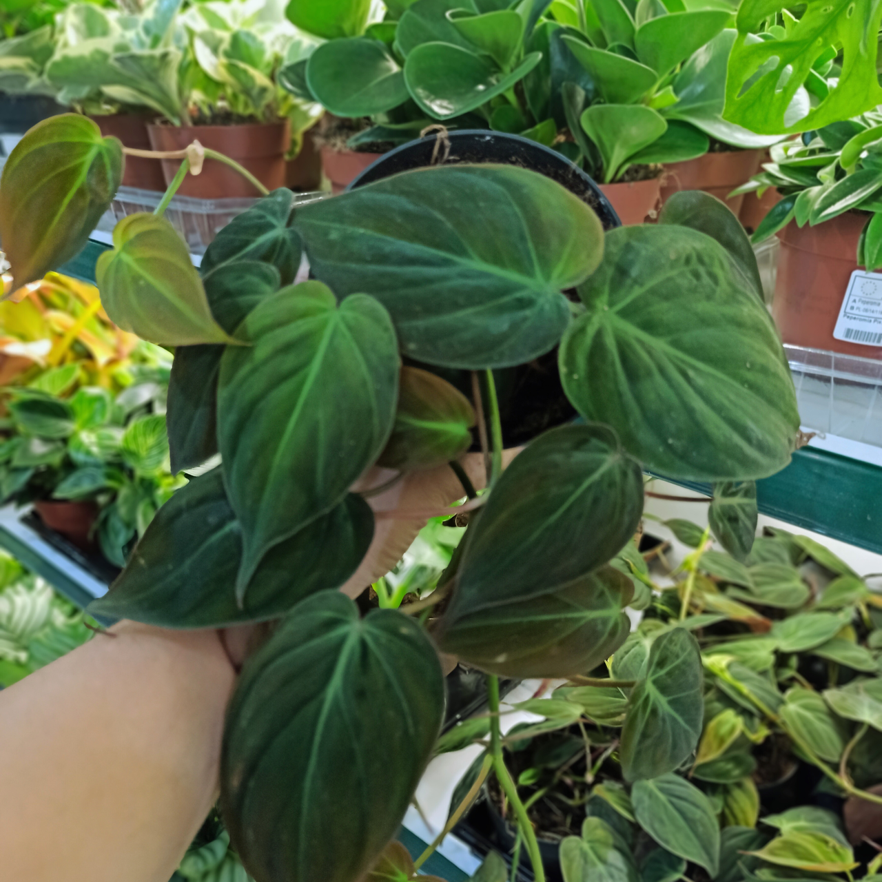 Philodendron Scandens Micans C1,2