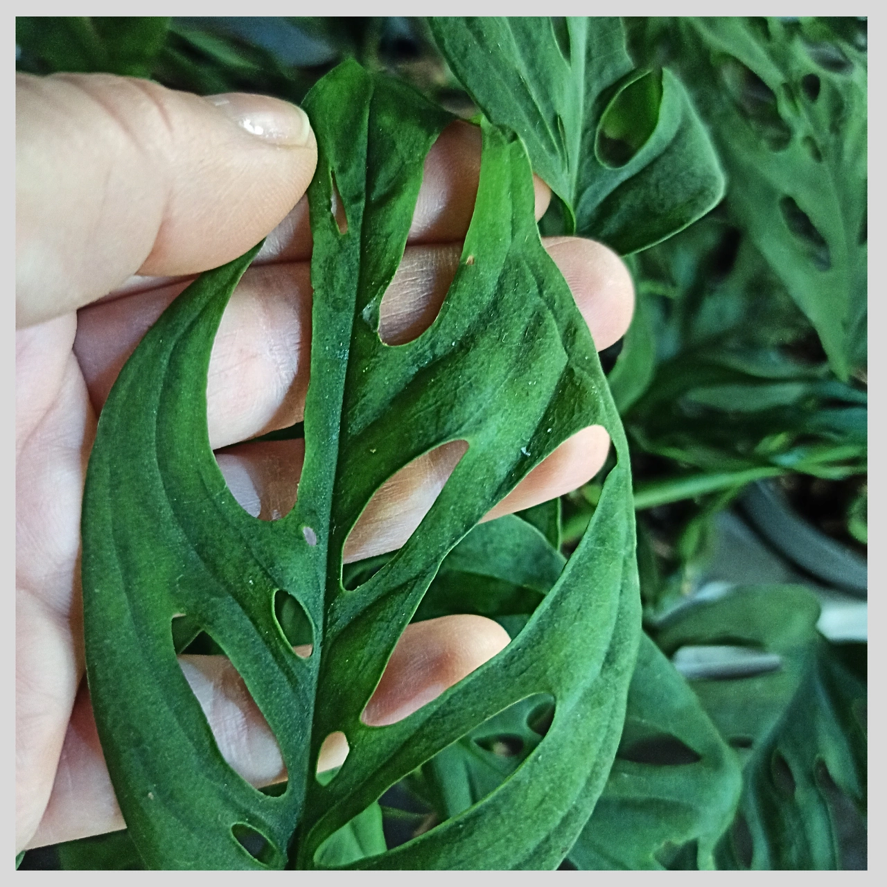 Monstera adansonii C1,2