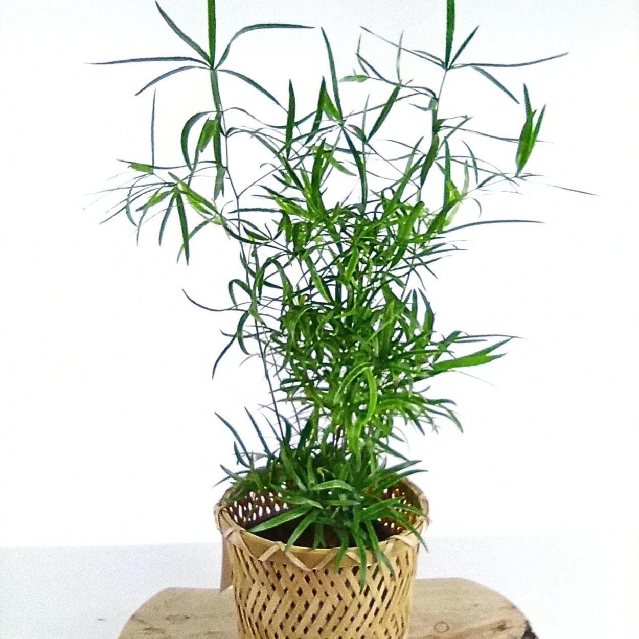 Asparagus Falcatus C1,2