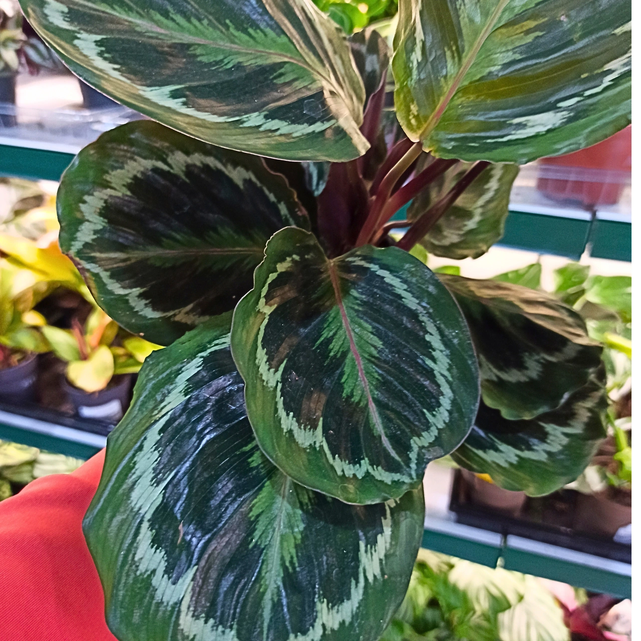 Calathea Medalion C1,2