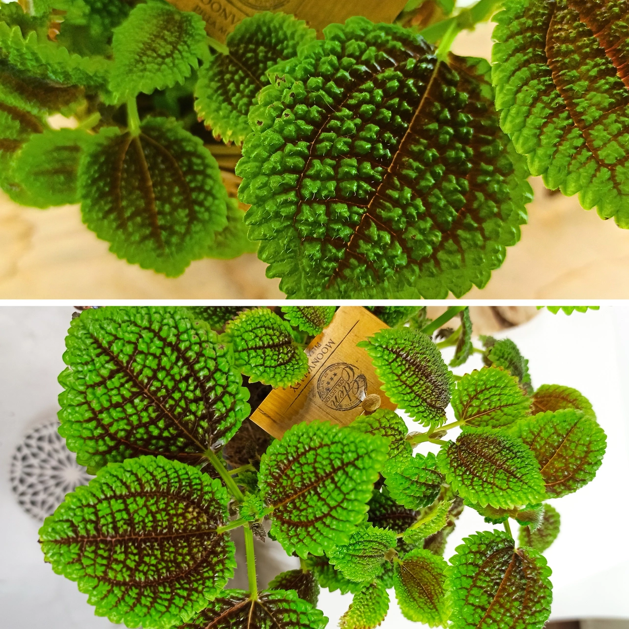 Pilea mollis Moon Valley C1,2