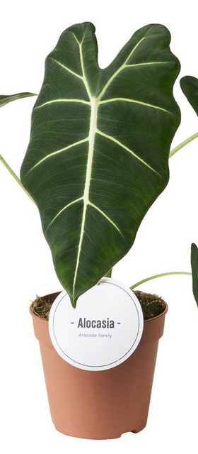 Alokazja Frydek Alocasia C1,2