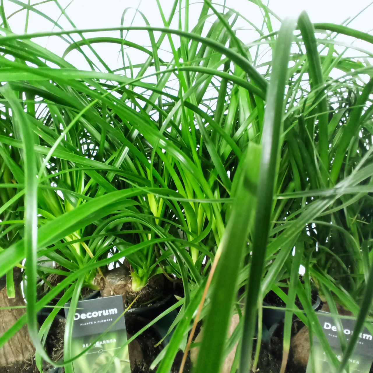 Beaucarnea recurvata Nolina wygięta C1,2