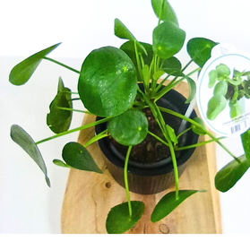 Aglaonema Peach Pearl C1,2