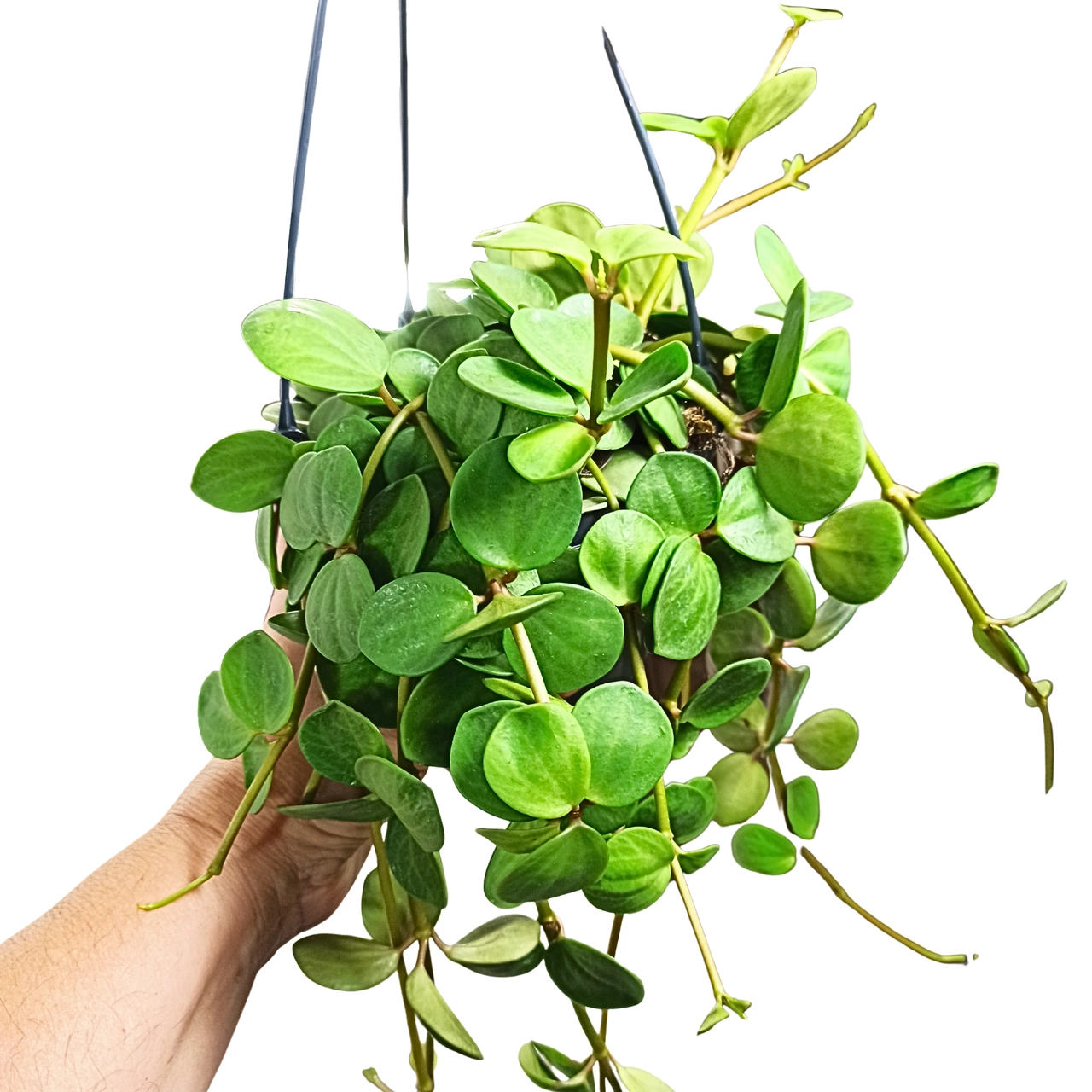 Peperomia tetraphylla Hope C1,4