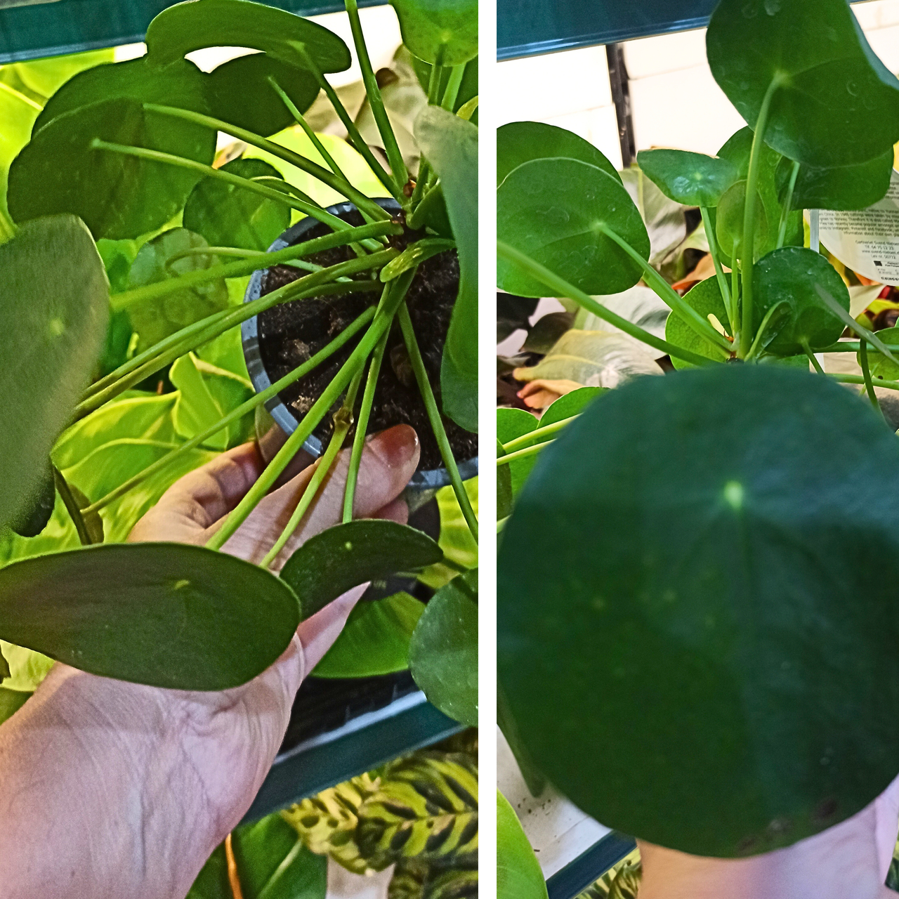 Aglaonema Peach Pearl C1,2