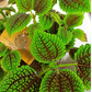 Pilea mollis Moon Valley C1,2