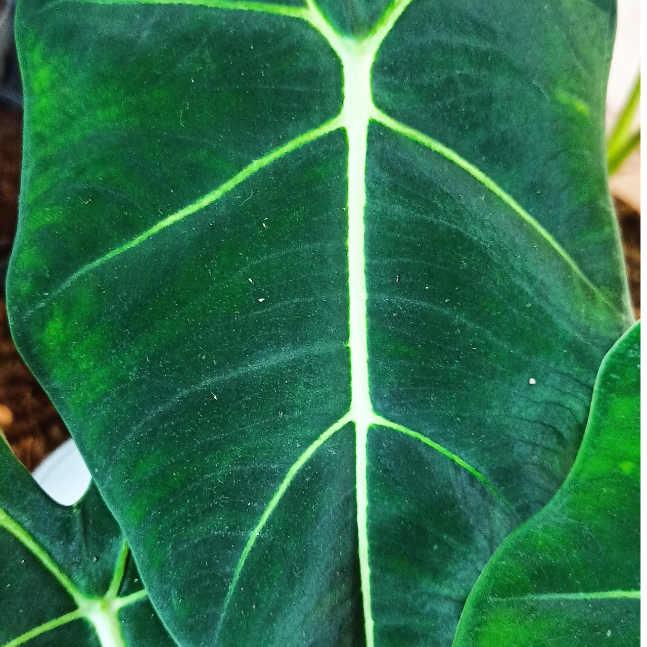 Alokazja Frydek Alocasia C1,2