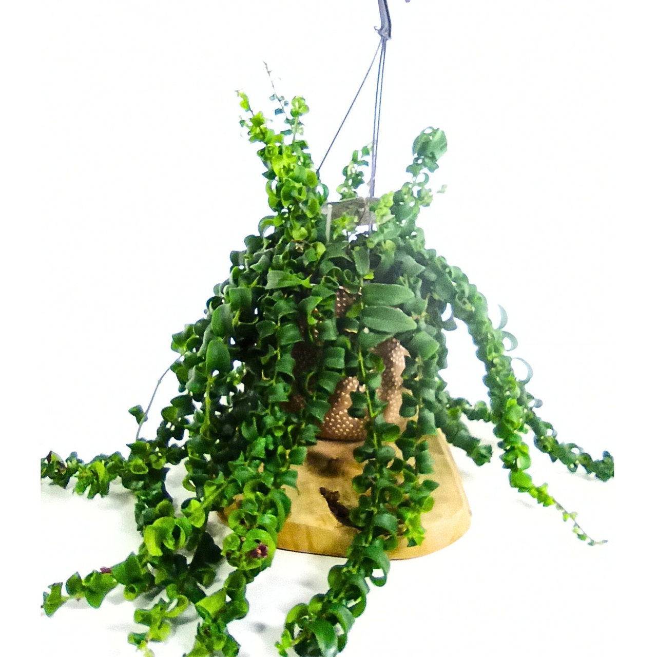 Aeschynanthus Rasta C1,5