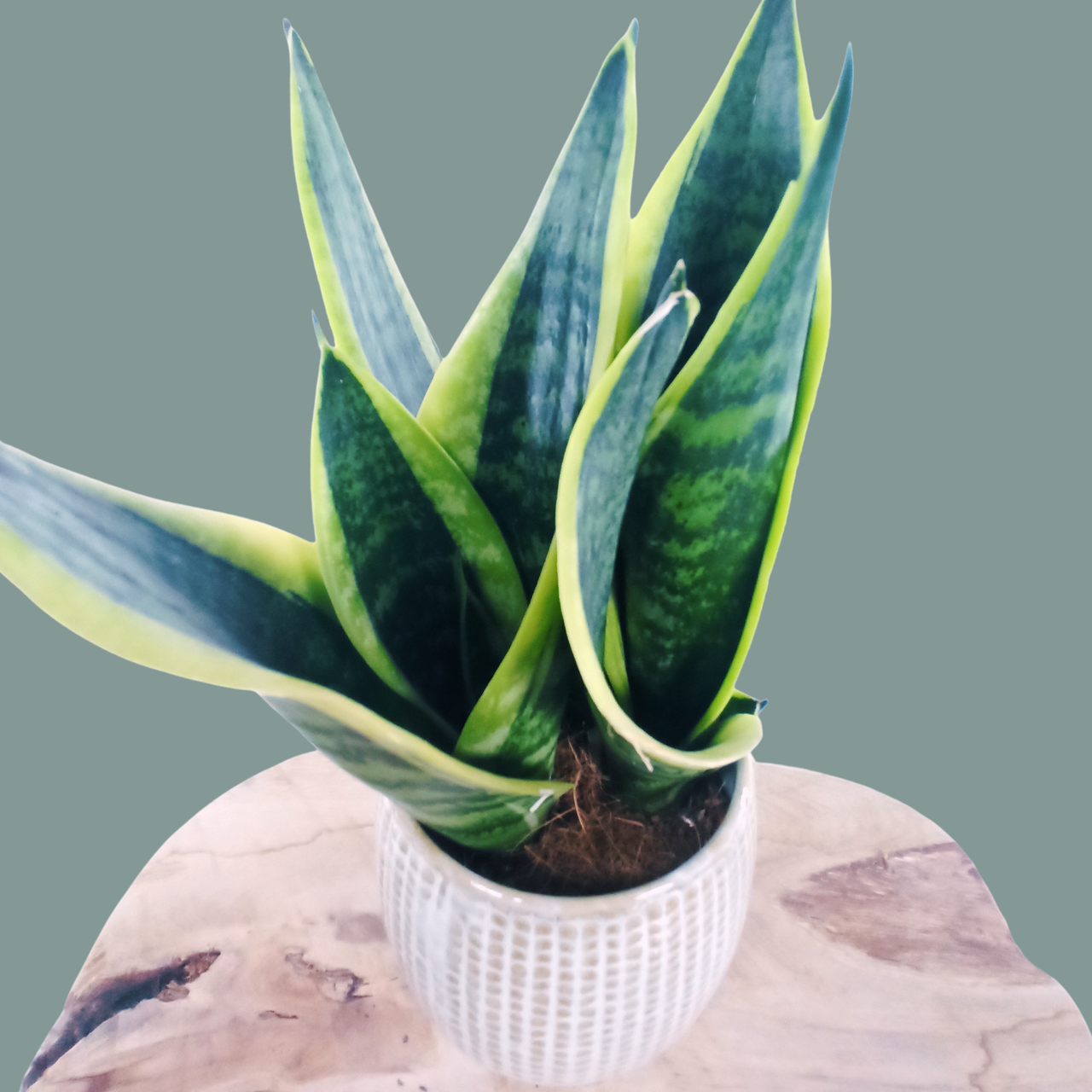 Sansewieria Futura Superba Sansevieria C0,9