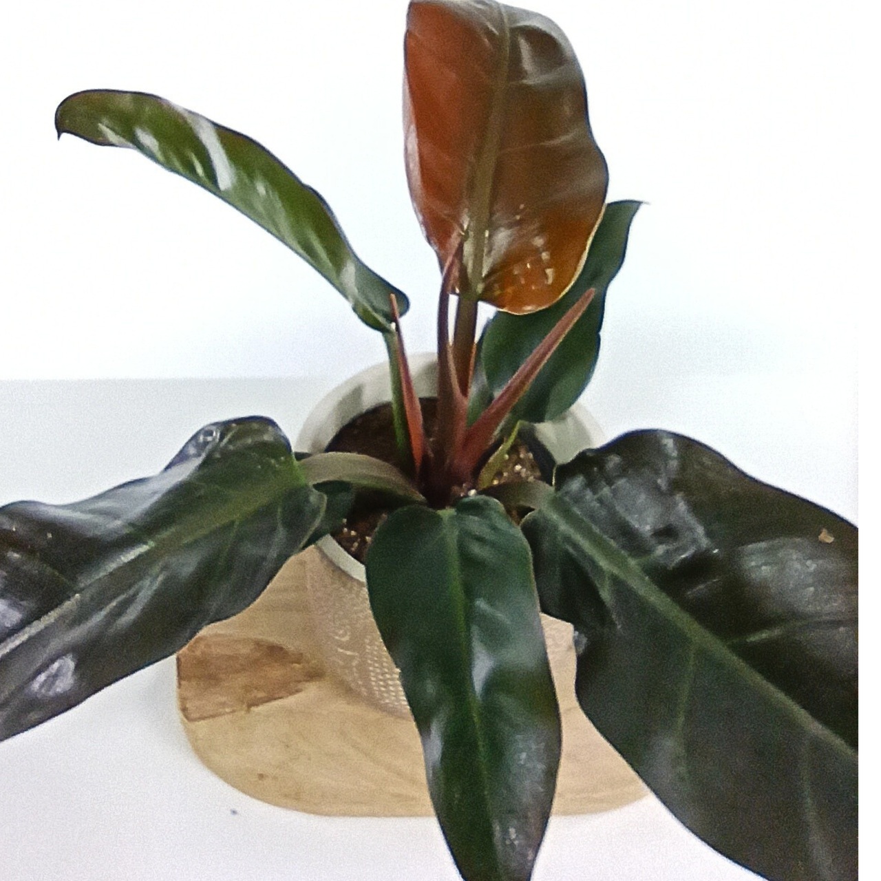 Filodendron Imperial Red Philodendron C1,4