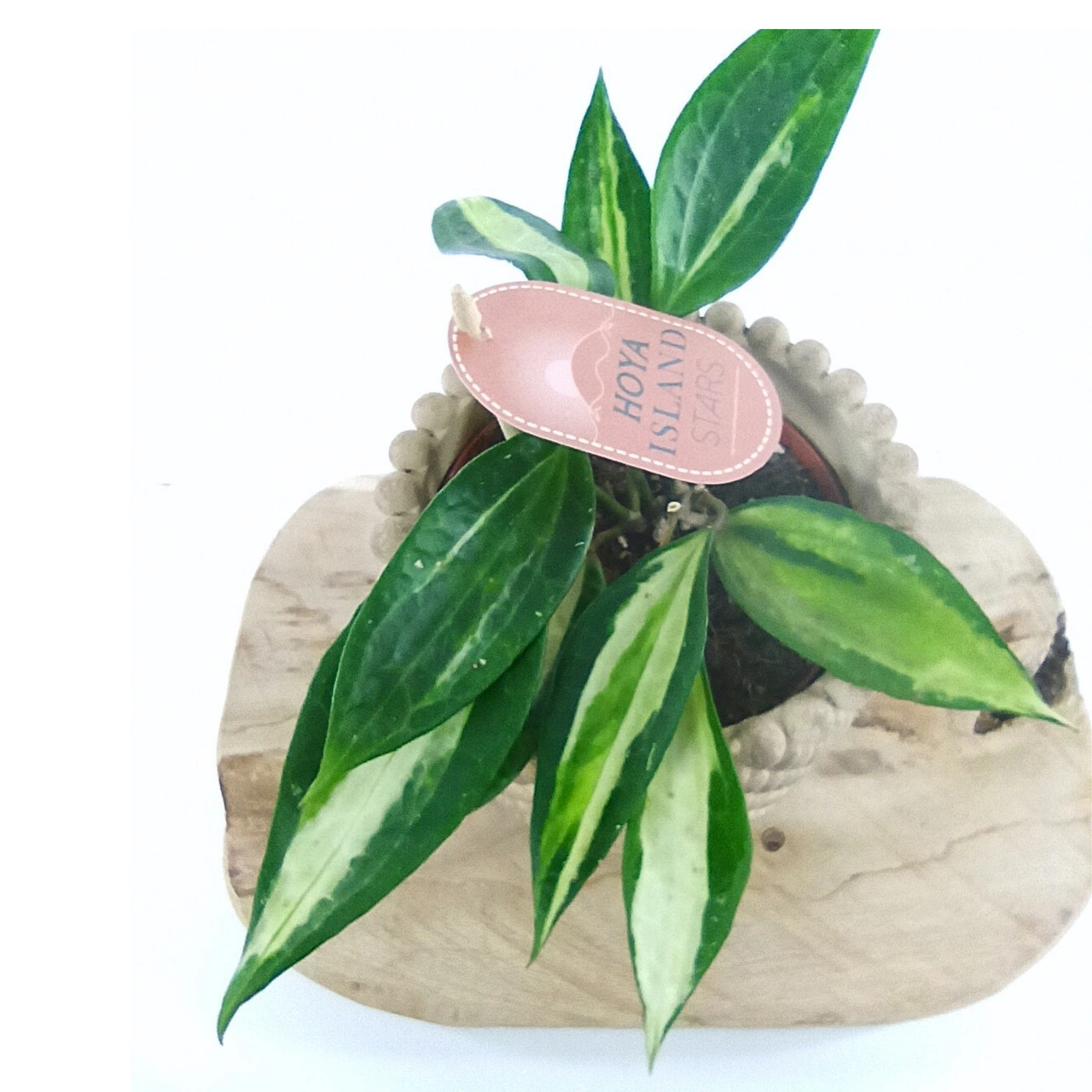 Hoya Pot of Gold C1,2