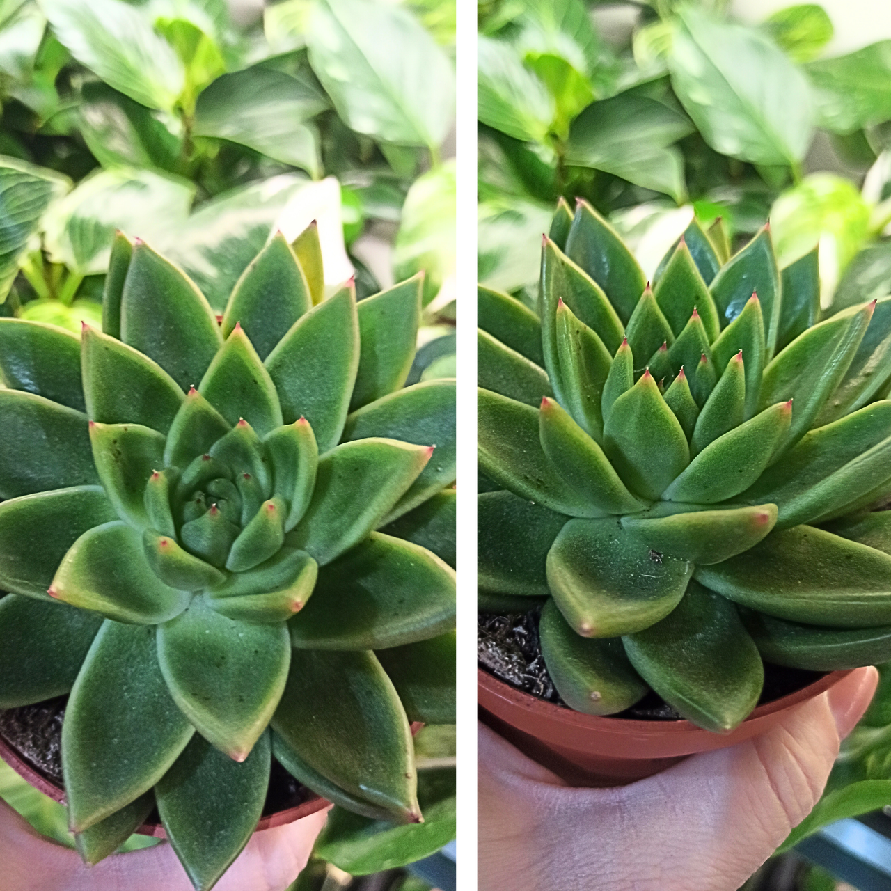 Eszeweria agavoides Echeveria C1,0