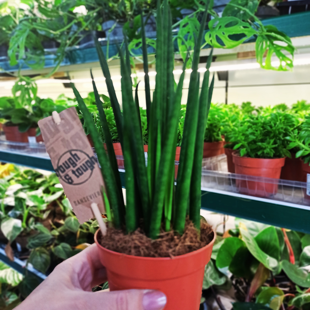 Sansewieria Futura Superba Sansevieria C1,2