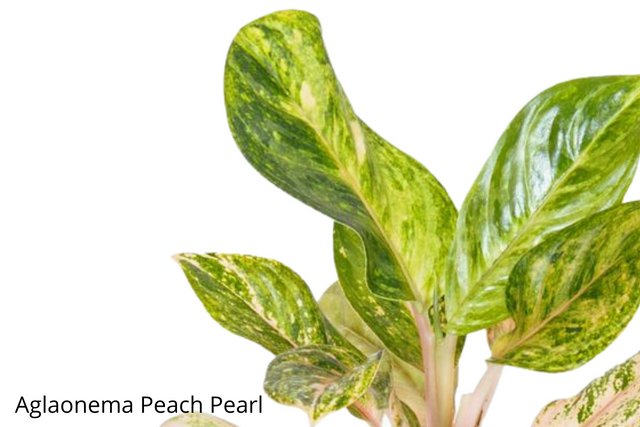 Aglaonema Peach Pearl C1,2
