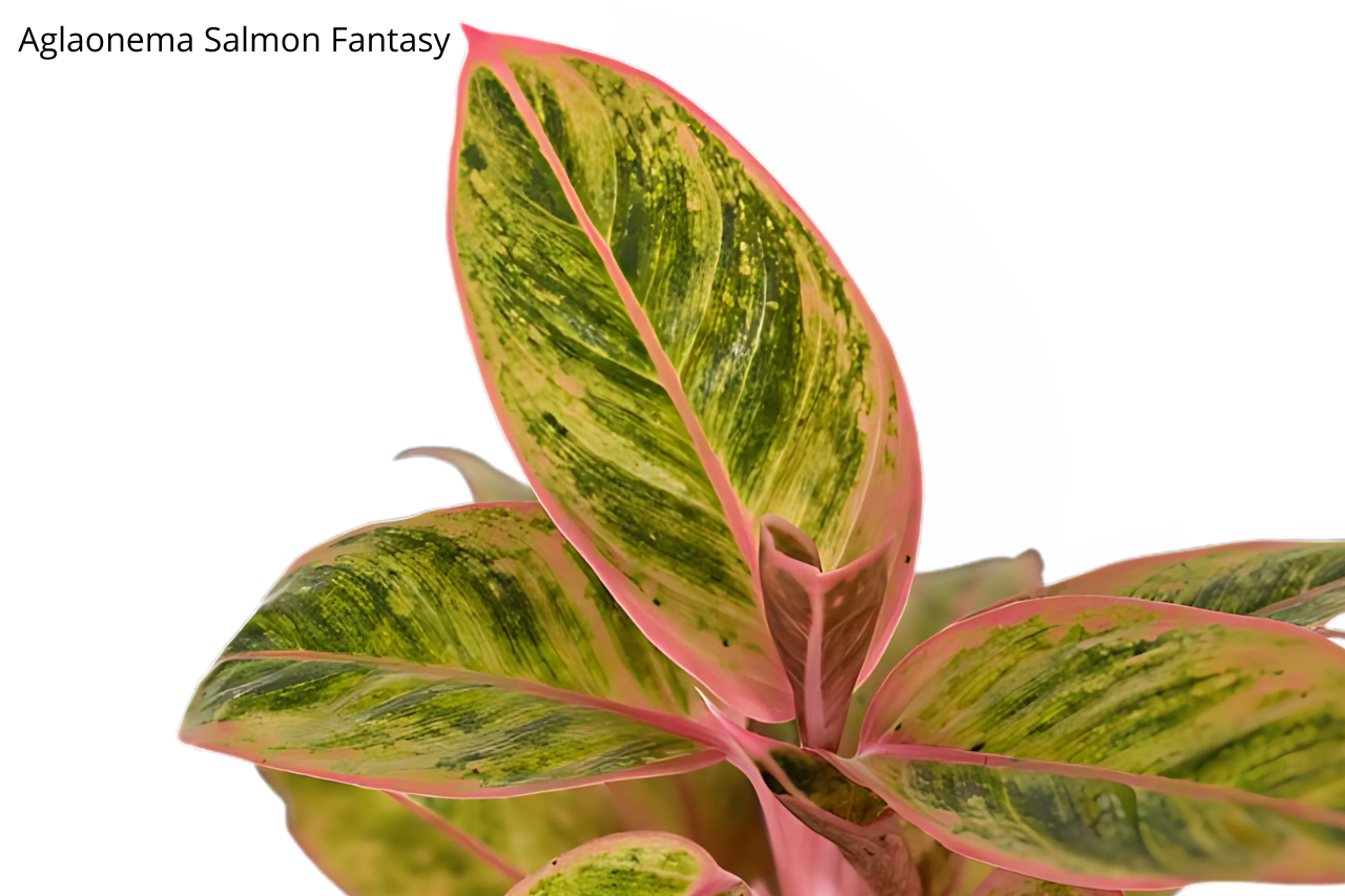 Aglaonema Salomon Fantasy C1,2